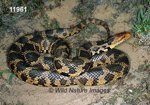 Fox Snake (Elaphe vulpina)